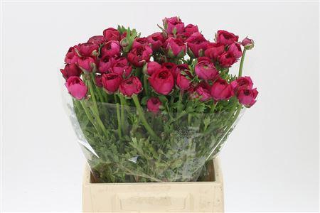 <h4>Ran El Hot Pink</h4>