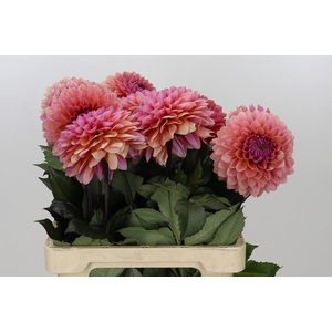 Dahlia Sweet Sanne