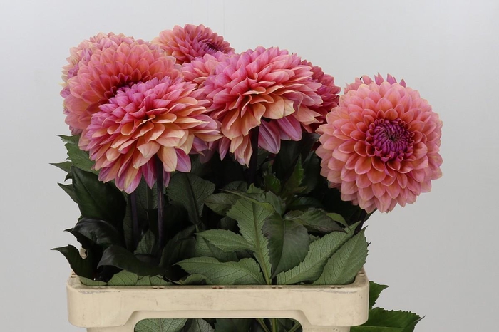 <h4>Dahlia Sweet Sanne</h4>