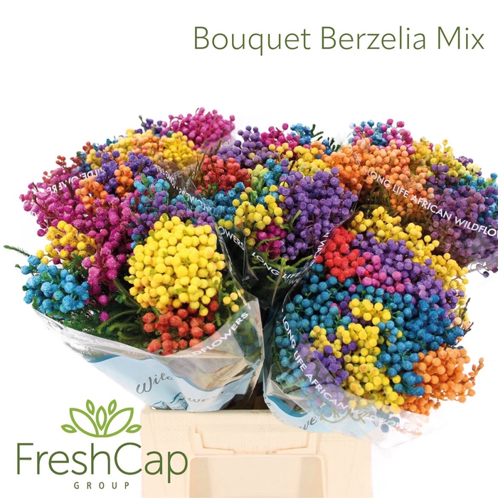 <h4>Bouquet Berzelia Mix</h4>
