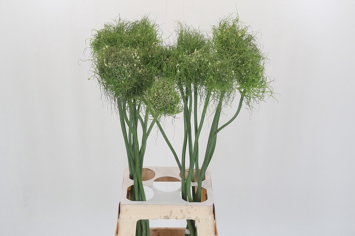 <h4>Allium Catweazle</h4>