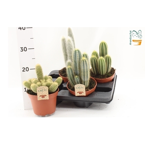 CACTUS GEM
