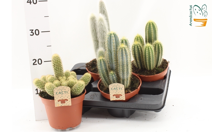 <h4>CACTUS GEM</h4>