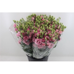 Boeket Mono Eustoma (10) Roze