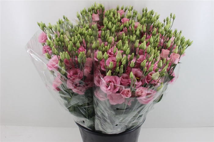 Boeket Mono Eustoma (10) Rose