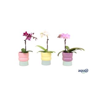 Nova Mix Tiny Dolls Mix 1T7+ Aqu@