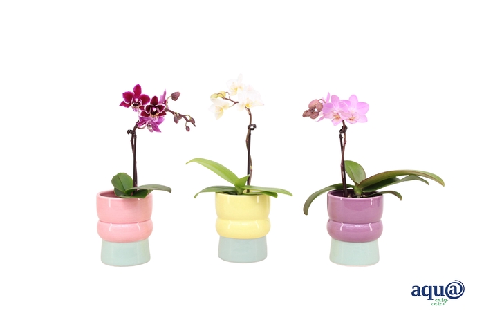 <h4>Nova Mix Tiny Dolls Mix 1T7+ Aqu@</h4>