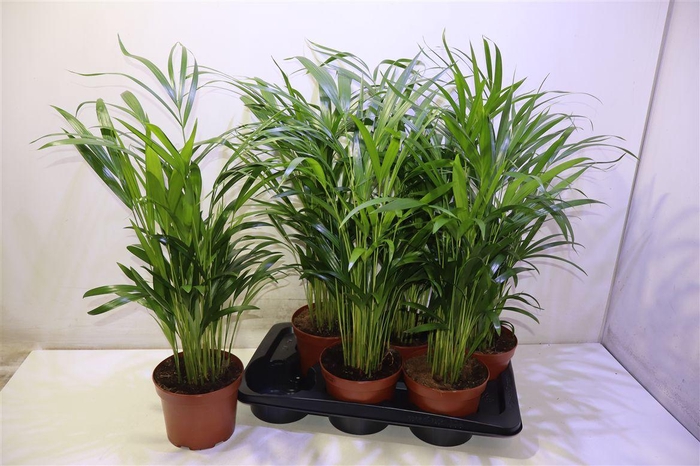 <h4>arr8 Dypsis Lutescens</h4>
