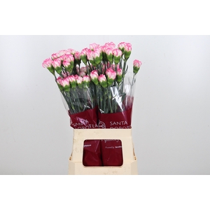 Di St Spritz Blanco Rosa