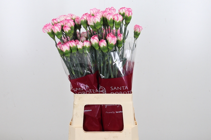 <h4>Di St Spritz Blanco Rosa</h4>