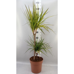 Dracaena marg. 'Sunray'