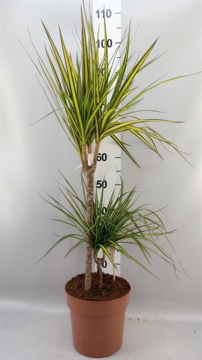<h4>Dracaena marg. 'Sunray'</h4>