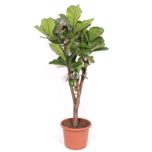 Ficus lyrata stam vertakt