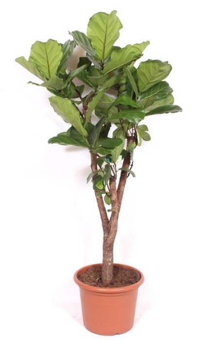 <h4>Ficus lyrata stam vertakt</h4>