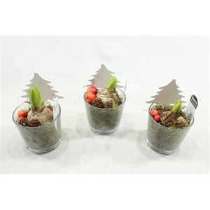 1134 PINDA-GLAS HYAC