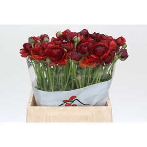 Ranunculus Elegance Cioccolato