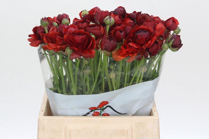 <h4>Ranunculus Elegance Cioccolato</h4>