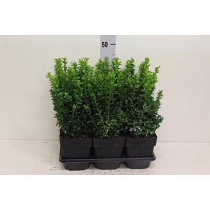 Buxus sempervirens struik P17 (potgekweekt)