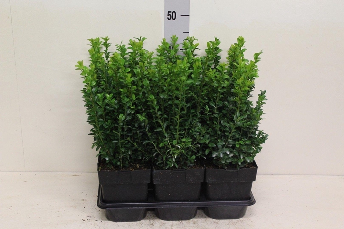 <h4>Buxus sempervirens struik P17 (potgekweekt)</h4>