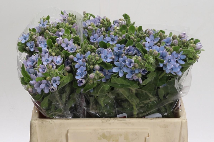 Oxypetalum Tweedia Blue