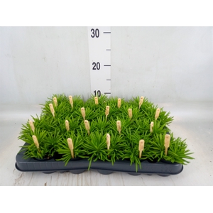 Senecio archeri 'Himalaya'
