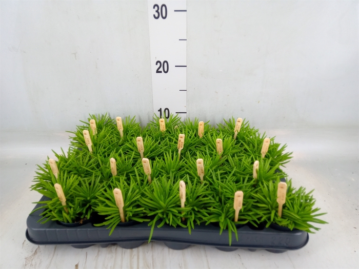 <h4>Senecio archeri 'Himalaya'</h4>