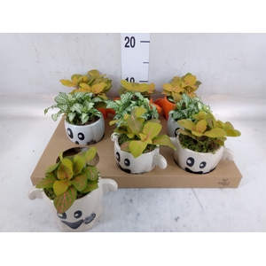 Arr.   Planten L%