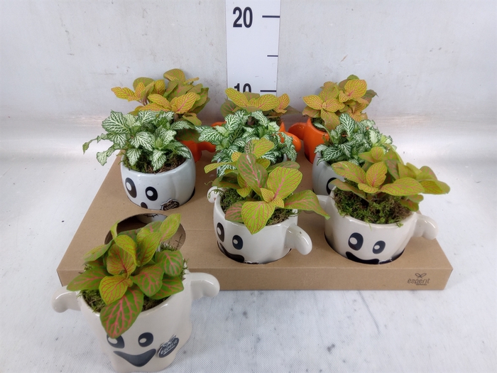 <h4>Arr.   Planten L%</h4>