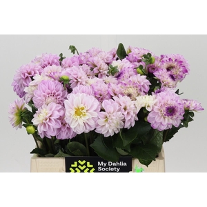 Dahlia Genova