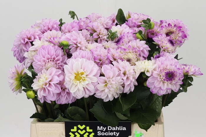 Dahlia Genova