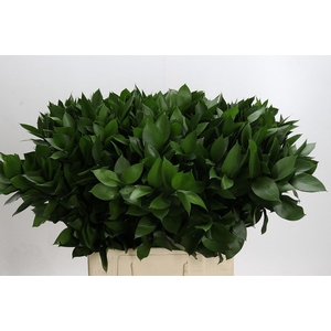 RUSCUS HYPOPHYLLUM