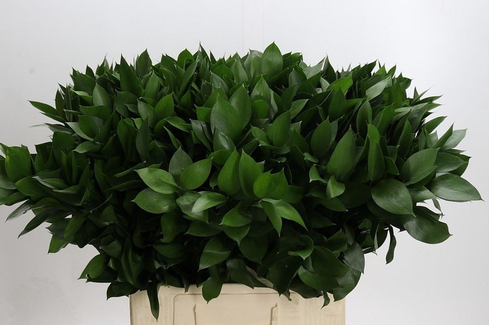 <h4>RUSCUS HYPOPHYLLUM</h4>