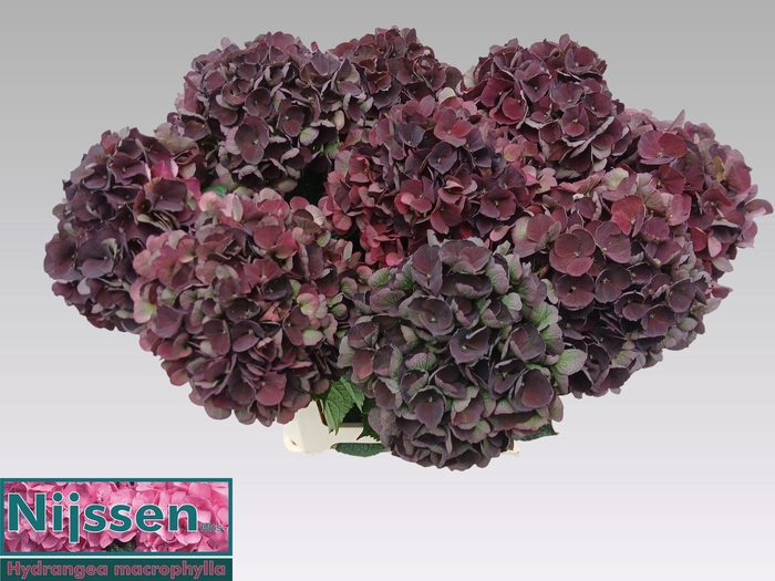 <h4>HYDR M MAG D RUBY CL</h4>