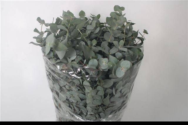 <h4>EUC CINEREA PER BOS</h4>