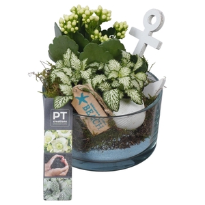 Arr. Planten L%