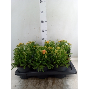Achillea millef.
