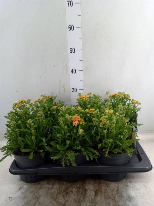 <h4>Achillea millef.</h4>