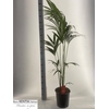 Howea Forsteriana
