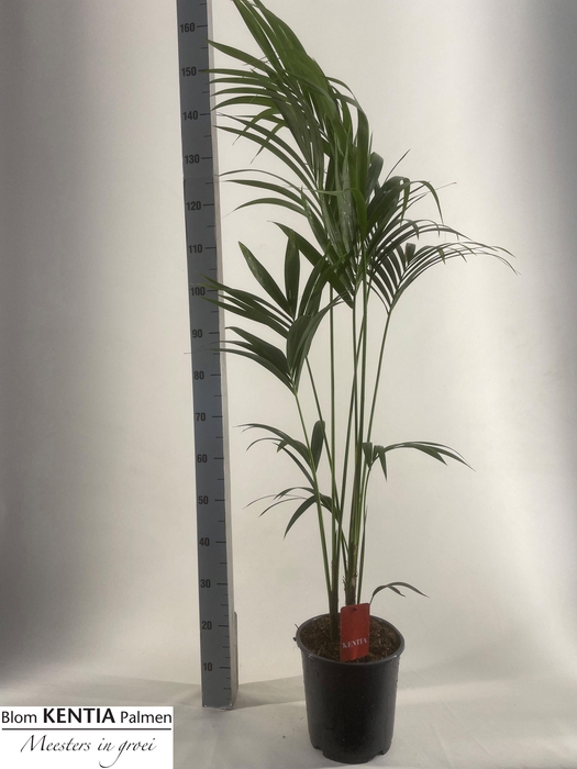 Howea Forsteriana