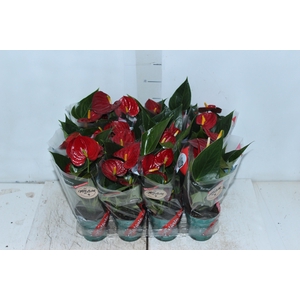 ANTHURIUM RED SUCCESS P09