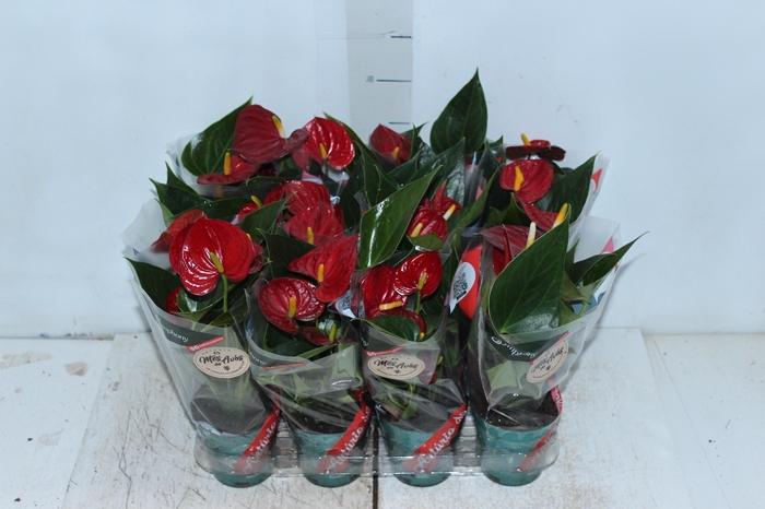 <h4>ANTHURIUM RED SUCCESS P09</h4>