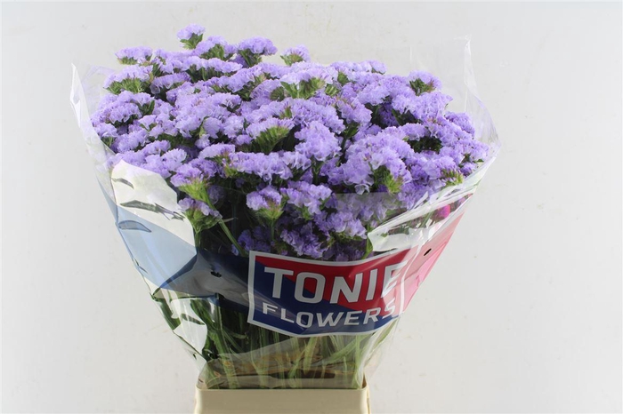 <h4>Lim S Luna Blue</h4>