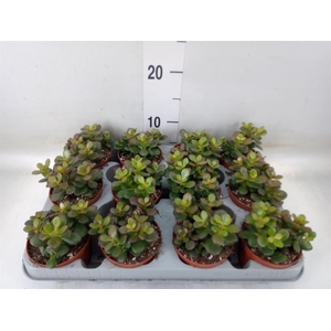 Crassula ovata 'Minor'