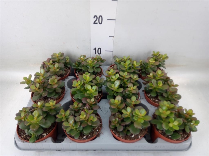 <h4>Crassula ovata 'Minor'</h4>