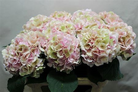 <h4>Hydr M Ch Verena Cl</h4>