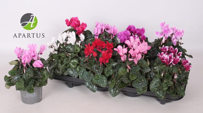 arr8 Cycl Kl Sup Carino