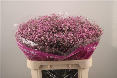 <h4>Gyps Pa My Pink</h4>