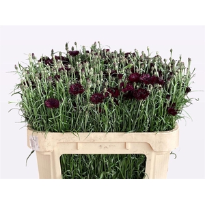 Centaurea Cyanus Black