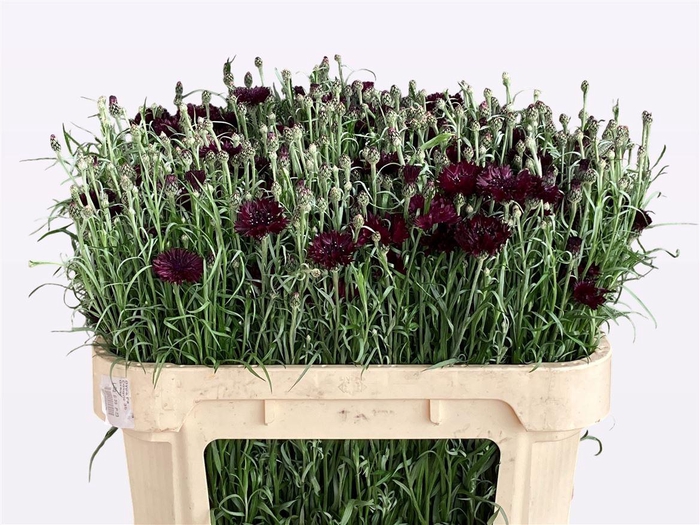 <h4>Centaurea Cyanus Black</h4>