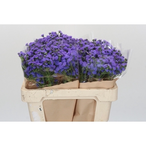 Ageratum houstonianum 'JJ Violet Blue'